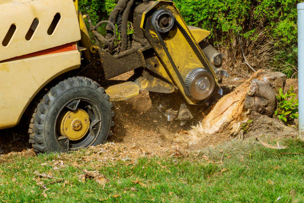 The Steps Involved in Our Tree Care Process in Six Mile, SC